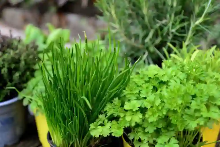 herbs 6203568 1920 768x513