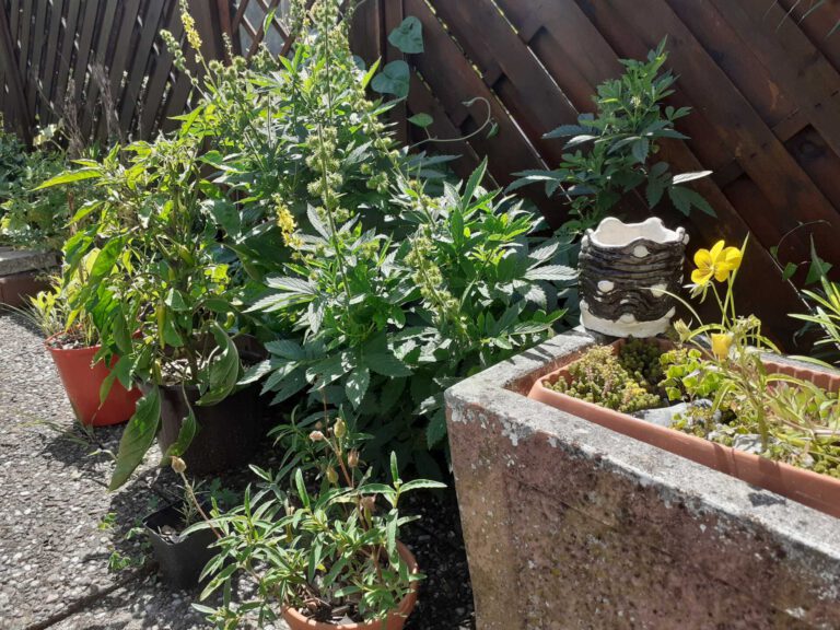 20200715 143823 1 768x576