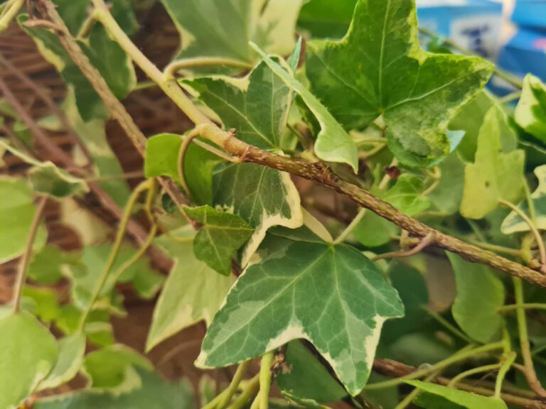 20220728 124237 768x576