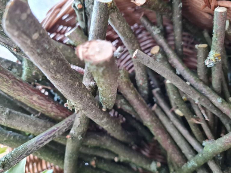 20220728 124246 768x576