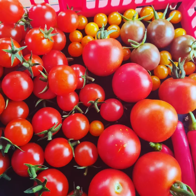 IMG 20220726 123014 291 768x768