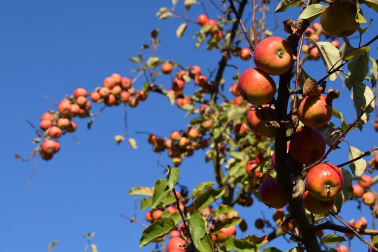 fall 3825296 1920 768x512