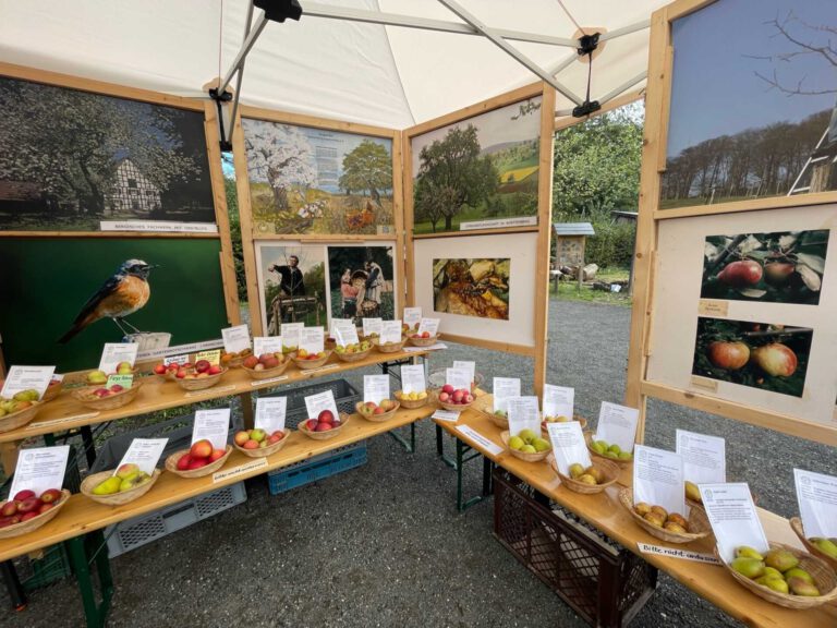 Brueckner Stand 768x576