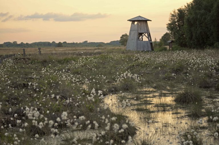 Moor Henner Nahrwold 3 768x510