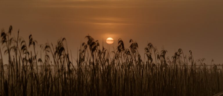 Pilgerspaziergang ins morgendliche Moor 768x332