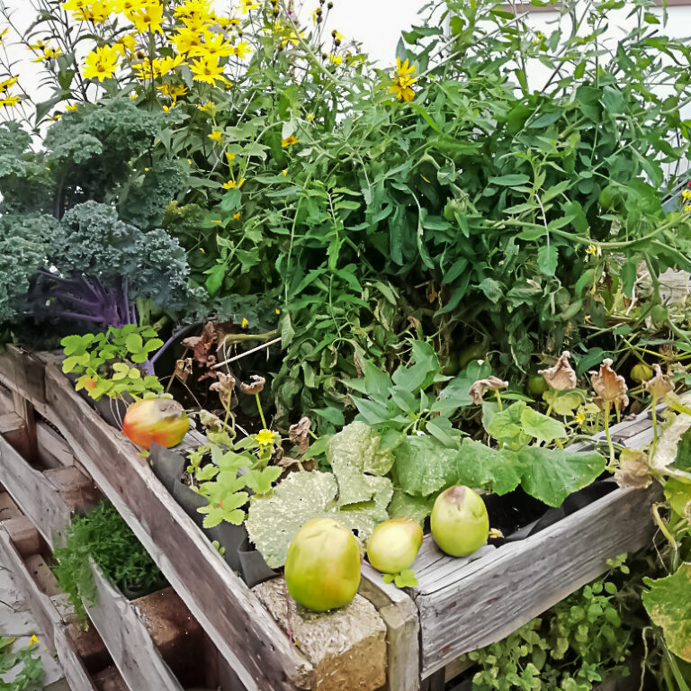 001 Ernte im Hochbeet 768x768